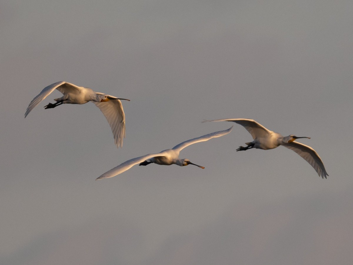 Saturday 29th January&nbsp;2022