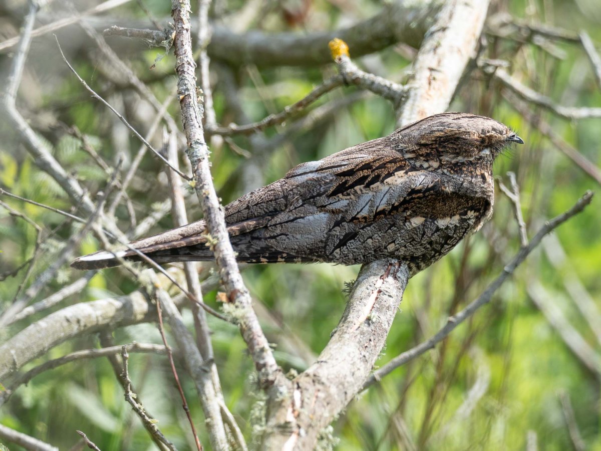 Needs Ore Newsletter – Summer&nbsp;2022