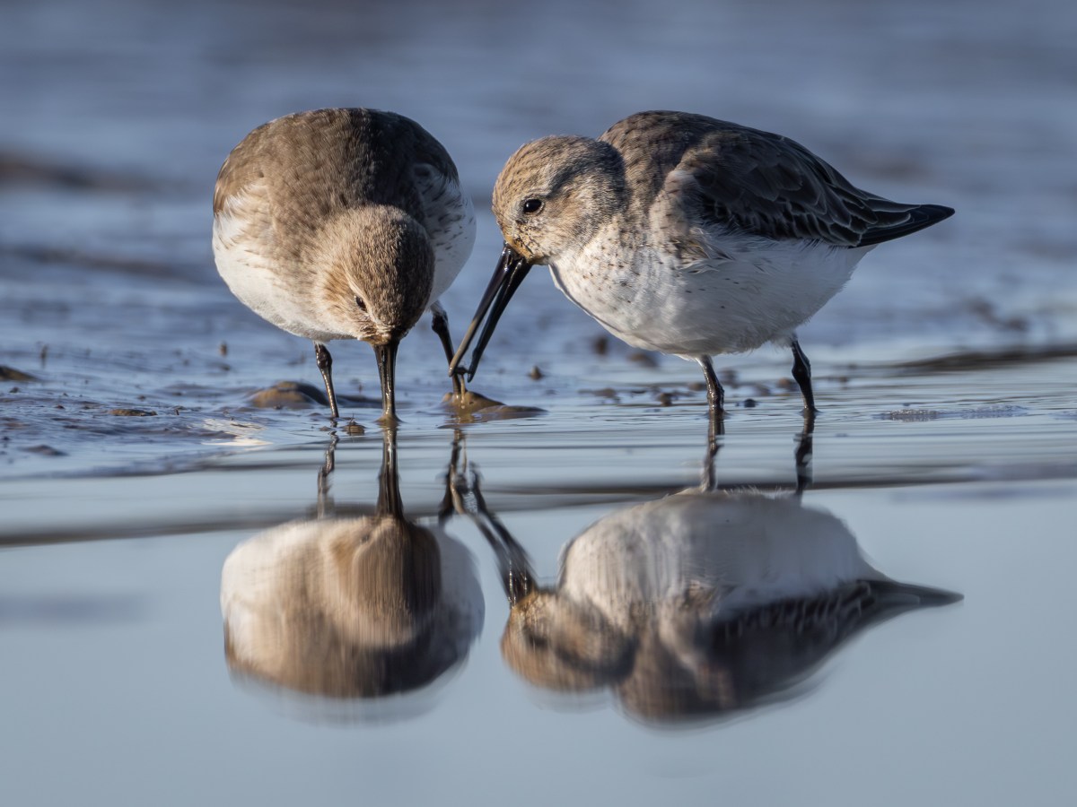 Needs Ore Newsletter – Spring&nbsp;2024