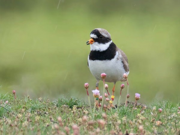 Needs Ore Newsletter – Summer&nbsp;2024