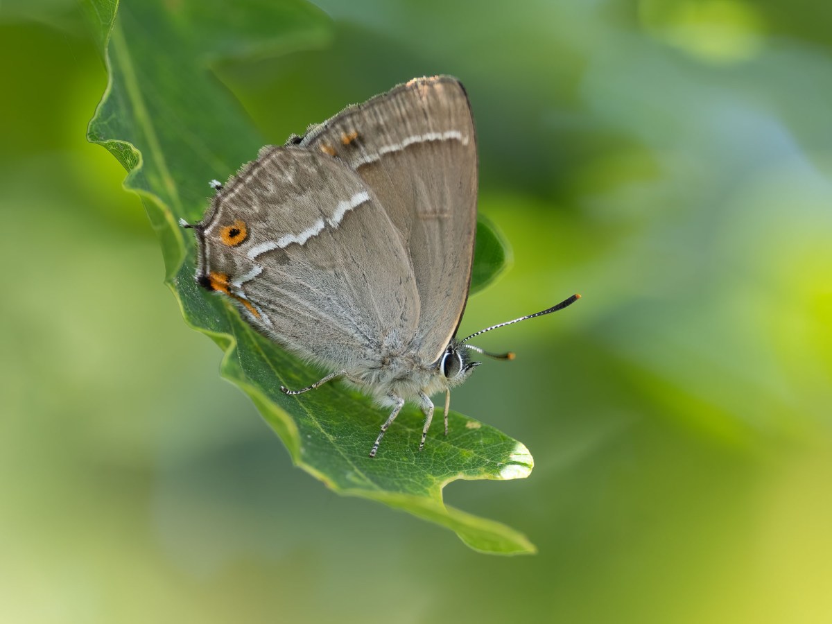 Needs Ore Newsletter – Autumn&nbsp;2024